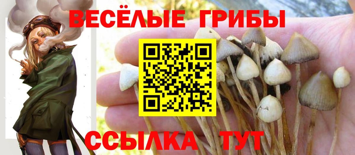 Псилоцибиновые грибы Psilocybe Зеленодольск